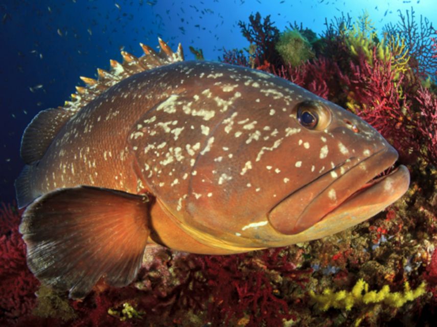 San Teodoro: Diving in the Marine Protected Area of Tavolara - Frequently Asked Questions