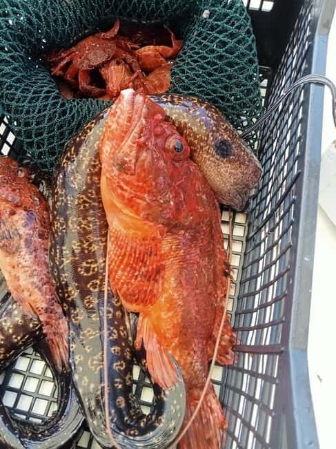 San Teodoro: Fishing trip and lunch with fresh catch and diving among the islands - Who Will Love This Tour?