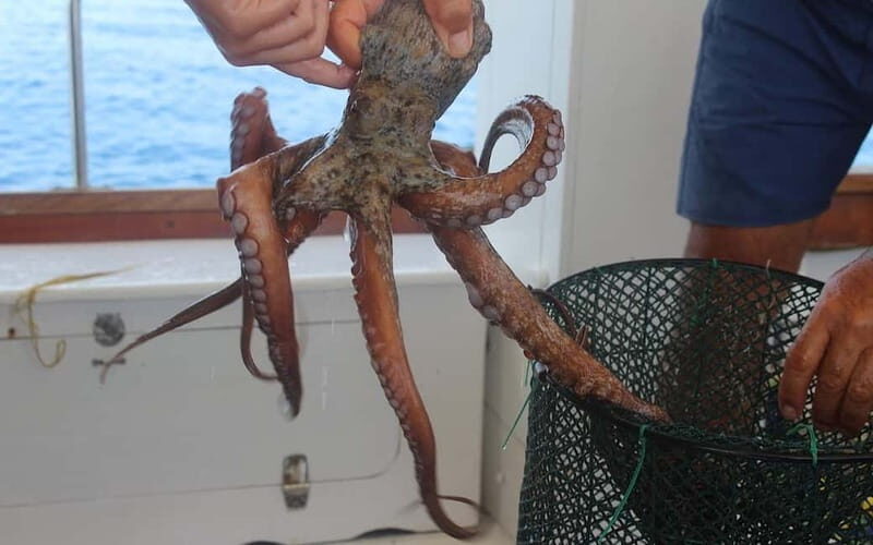 San Teodoro: Fishing trip and lunch with fresh catch and diving among the islands - FAQ