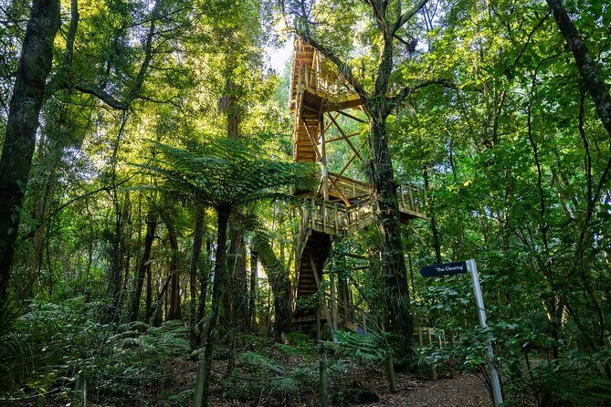 Sanctuary Mountain Ancient Forest Walk & Hamilton Gardens Tour - The Sum Up: Is This Tour Worth Considering?