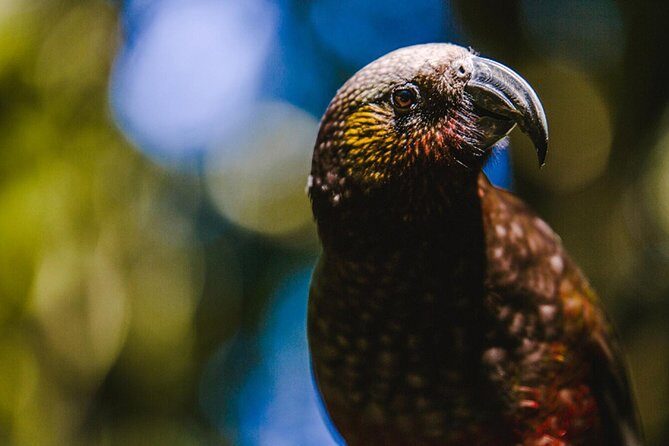Sanctuary Mountain (Mt Maungatautari) & Hamilton Gardens Day trip from Auckland - Starting the Day: Early Departure and Scenic Transfer