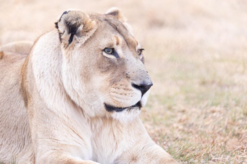 Sanctuary Tour - Sanctuary Experience