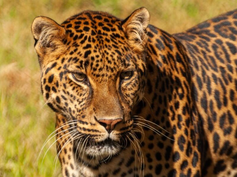 Sanctuary Tour - Animal Welfare