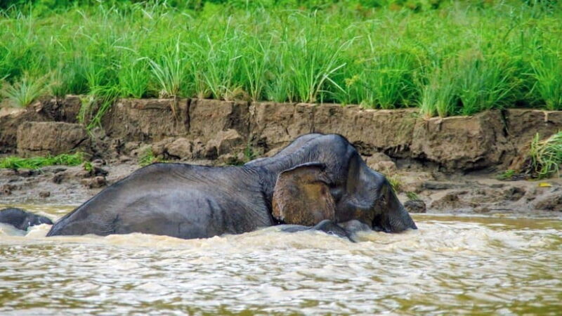 Sandakan: 2 Days 1 Night Bilit, Kinabatangan River Wildlife - An In-Depth Look at the Kinabatangan River Experience