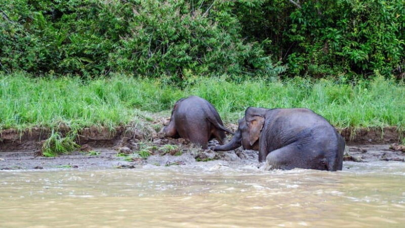 Sandakan : 3-Day Kinabatangan River Wildlife Adventure - Introduction: What’s This Tour All About?