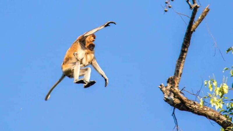 Sandakan : 3-Day Kinabatangan River Wildlife Adventure - The Value of This Tour