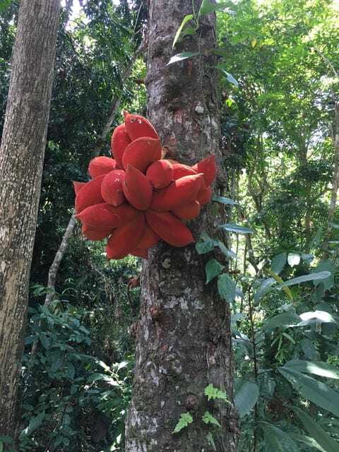 Sandakan: Orangutan and Proboscis Monkey Tour - The Sum Up