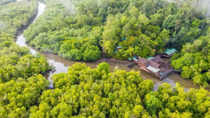 Sandakan: Orangutan, Sun Bear, Fireflies and Mangrove Cruise - Key Points