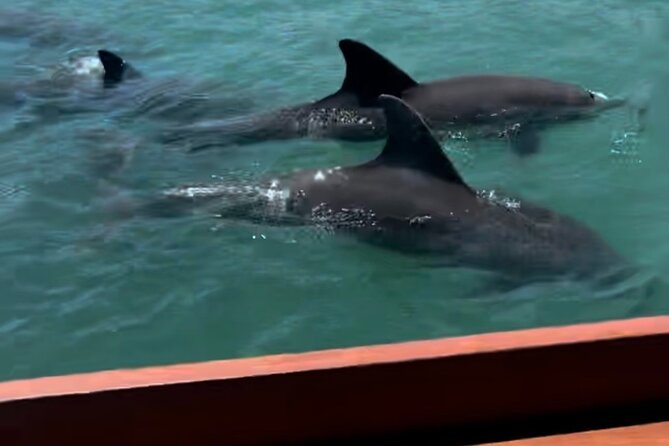 Sandbar & Island Hopping With Dolphins in Madeira Beach - About Your Stay