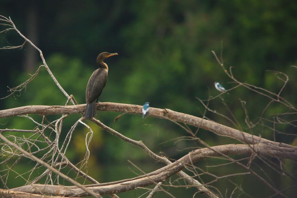 Sandoval Lake & Parrot Clay Lick 3 Days/2 Nights - Key Points
