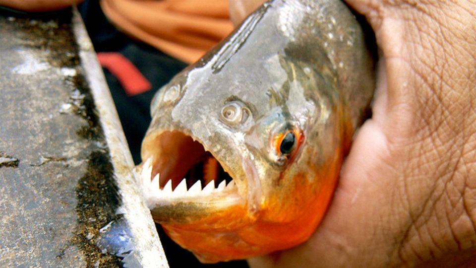 Sandoval Lake Yacumama Lake Piranha Fishing 5 Days - Recap