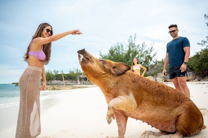 Sandy Toes The Original Rose Island and Swimming Pigs Tour - Key Points