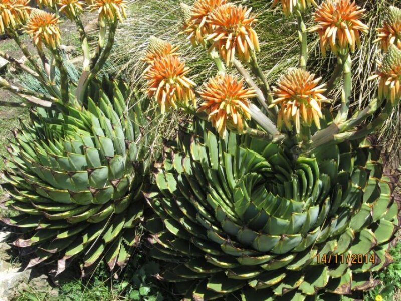 Sani Pass and Mokhotlong in Two Days - Traditional Healer and Artifact House