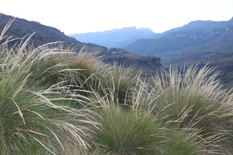 Sani Pass: Day Tour From Durban - Good To Know