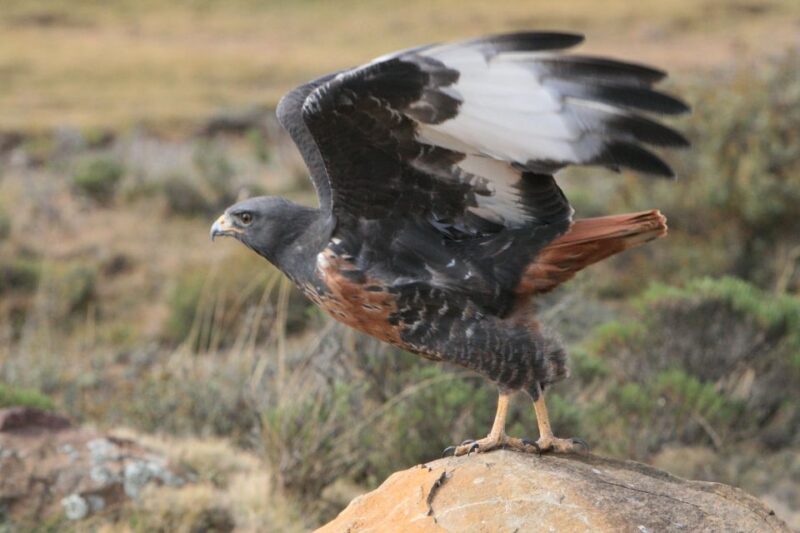 Sani Pass: Day Tour From Durban - Dining at the Highest Pub
