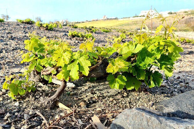 Sanotini Oia Wine Tasting and Local Places Half Day Tour - The Tasting Experience: What You’ll Sample and Why It Matters