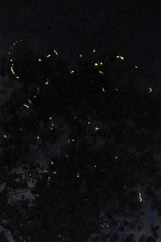 SANTA ANA FIREFLY WATCHING TOUR (Private) - Tour Duration