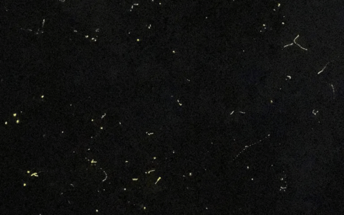 SANTA ANA FIREFLY WATCHING TOUR (Private) - Frequently Asked Questions
