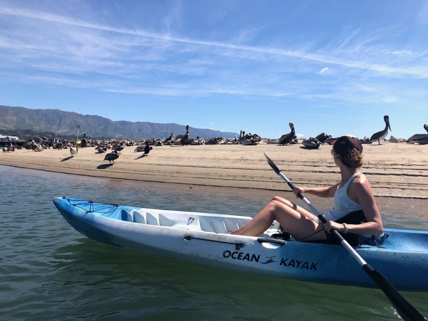 Santa Barbara: 1.5-Hour Harbor Kayak Tour - Highlights of the Kayak Tour