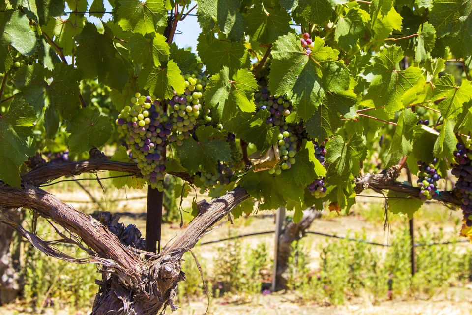 Santa Barbara: Wine Country Tour With Lunch - Group Size Specifics