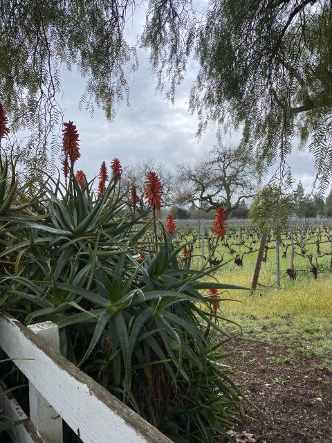 Santa Barbara: Wine Country Tour With Lunch - Important Information