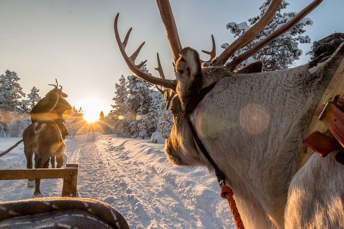 Santa Claus Village Guided Tour & Arctic Animals Adventure - Traveler Feedback