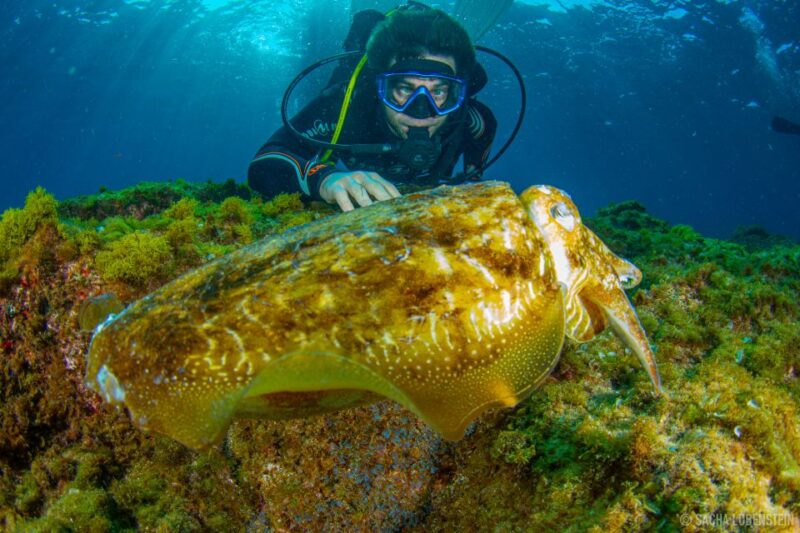 Santa Cruz De Tenerife: Advanced Introductory Course - Getting to the Dive Site