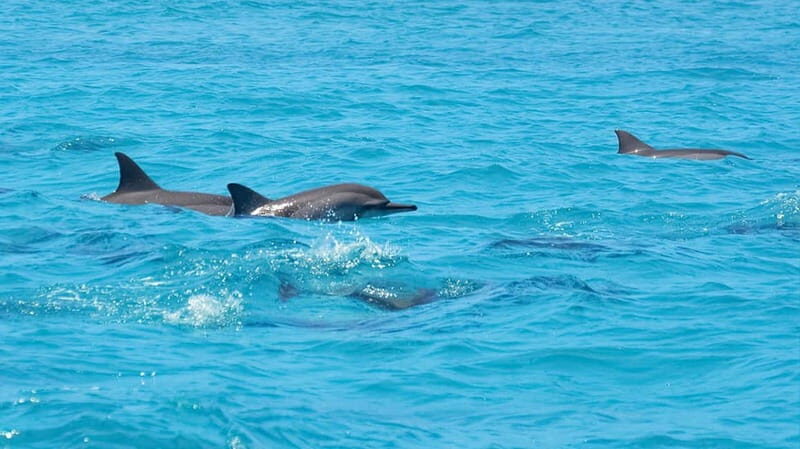 Santa Eulalia: Jet Ski Tour with Optional Dolphin Searching - An In-Depth Look at the Santa Eulalia Jet Ski Tour