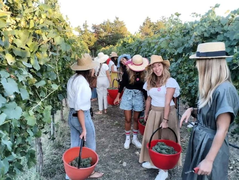 Santa Maria Imbaro: Grape Harvest with Pressing + Picnic among olive trees and vineyards - An Overview of the Experience
