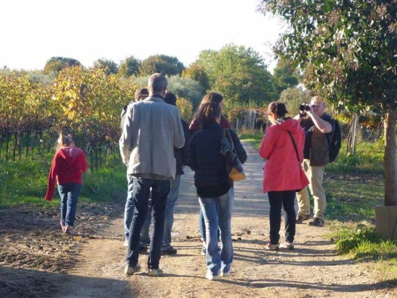 Santa Maria Imbaro: The Vinarte Wine Tour - Savor the Local Products