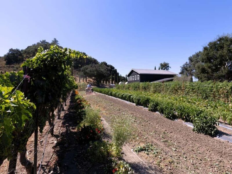 Santa Ynez 3-Winery Tour with Picnic Lunch & Tasting Fees - Reviewing the Cost & Value