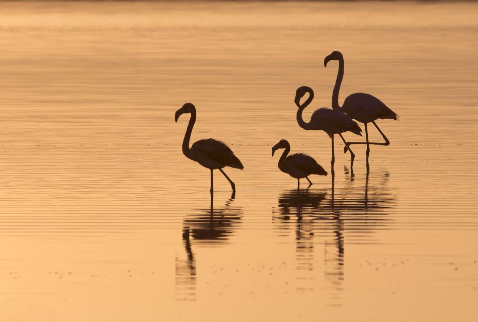 SantAntioco: Guided E-Bike Excursion at Sunset - Wildlife and Scenic Views