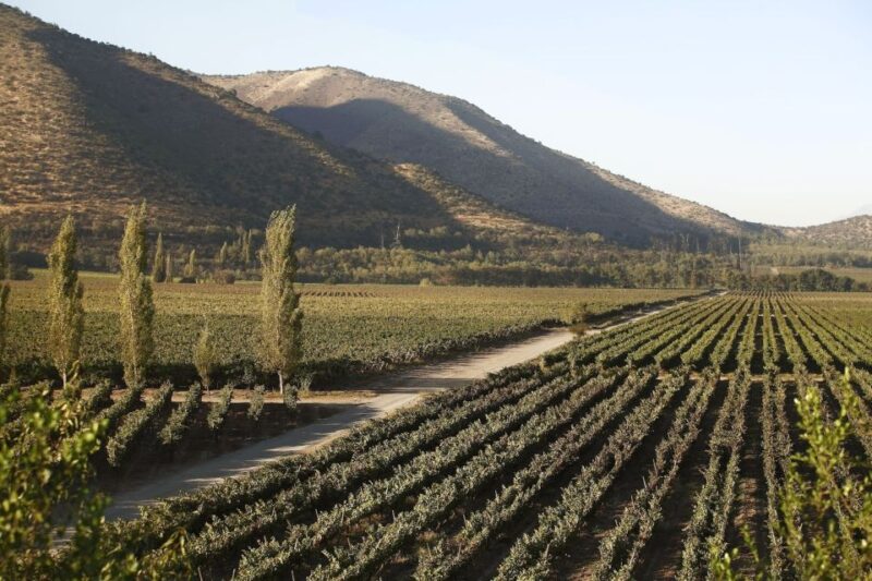 Santiago: Half–Day Santa Rita Vineyard Tour - Key Points