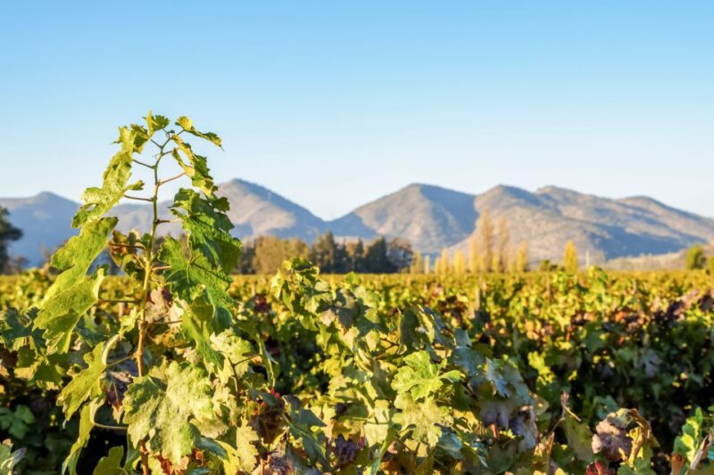 Santiago: Half–Day Santa Rita Vineyard Tour - Santa Rita Vineyard History
