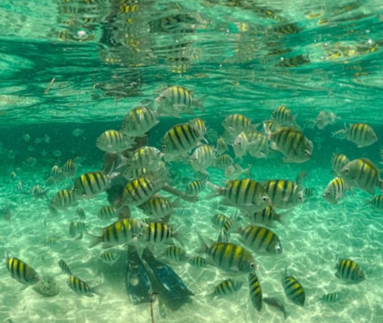 Santo Domingo: Full Day Tour to Paradise Island - Cayo Arena - Guided Tours and Boat Cruises