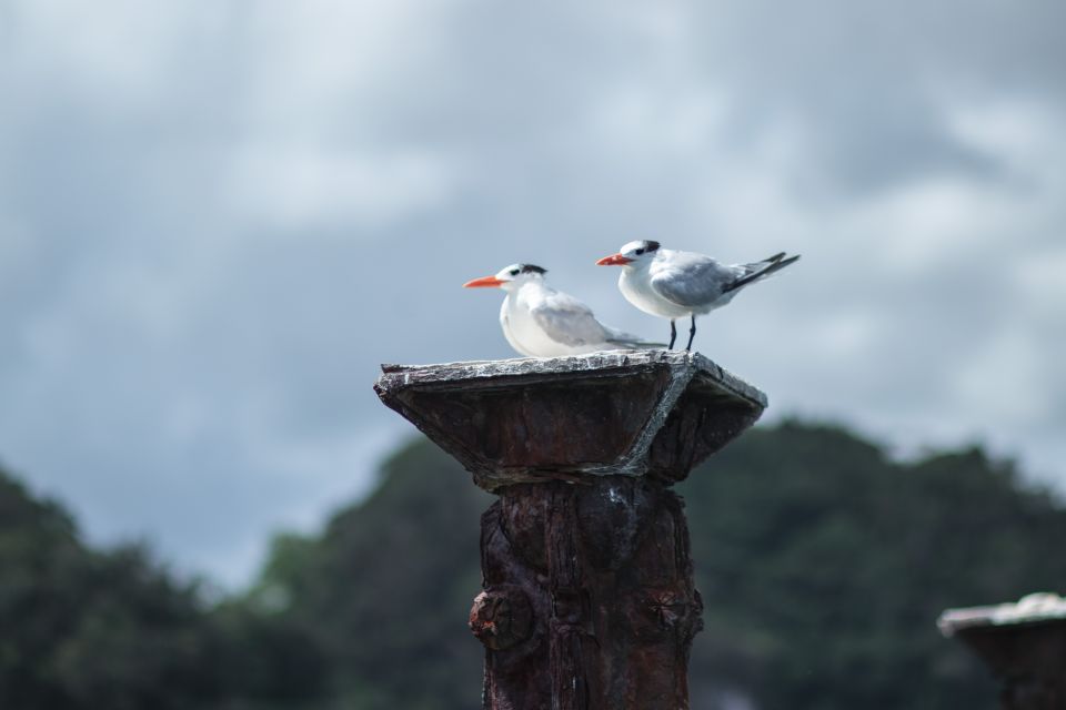 Santo Domingo: Guided Hike and Kayaking in Los Haitises - About Los Haitises National Park