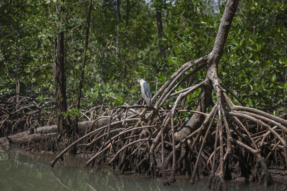 Santo Domingo: Guided Hike and Kayaking in Los Haitises - Departure and Duration