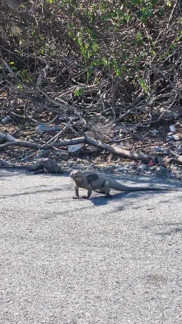 Santo Domingo: Salinas Desert Sandboarding & Snorkeling Tour - Frequently Asked Questions (FAQs)