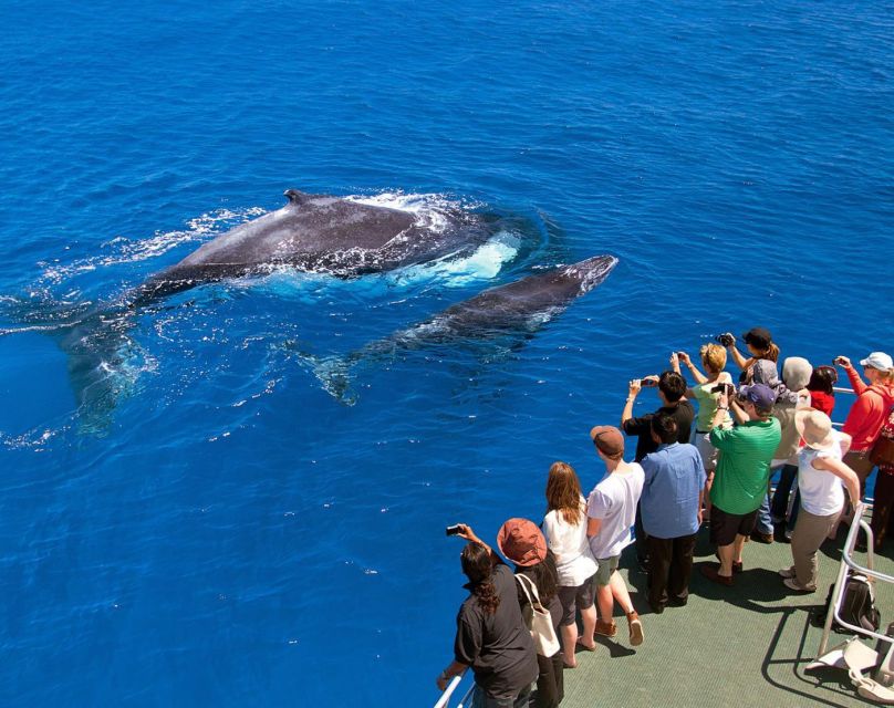 Santo Domingo: Whale Watching and Barcadi Island Full Day - Whale Watching in Samana Bay
