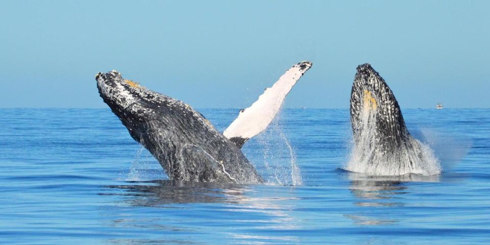 Santo Domingo: Whale Watching and Barcadi Island Full Day - Samana Beach Experience