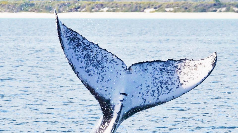 Santo Domingo: Whale Watching and Barcadi Island Full Day - Typical Lunch on the Island