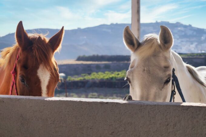 Santorini: 1.5-Hour Horseback Riding Tour on the Beach - Transport and Accessibility Options