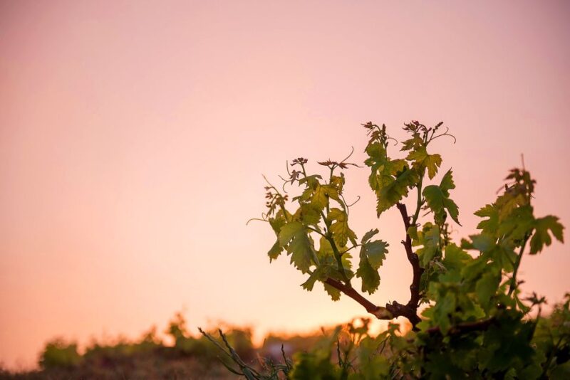 Santorini: Greek Food & Wine Tasting Tour - Participant Information