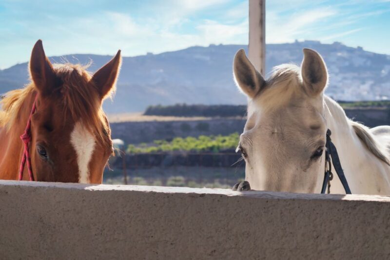 Santorini: Horseback Riding Tour on the Beach - Practical Tips for Your Ride
