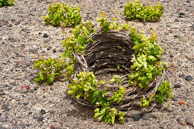 Santorini Local Wineries Tour - Pricing and Cancellation Policy