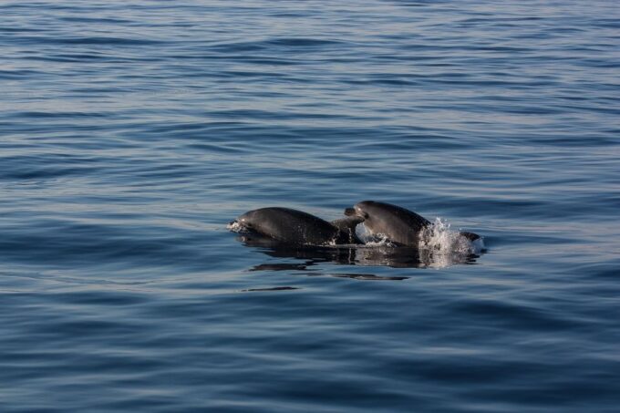 Santorini: Private Boat Tour With Sea Caves and Hot Springs - Safety and Restrictions