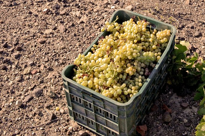 Santorini Private Wine Tour Review - Recommendations for Improvement