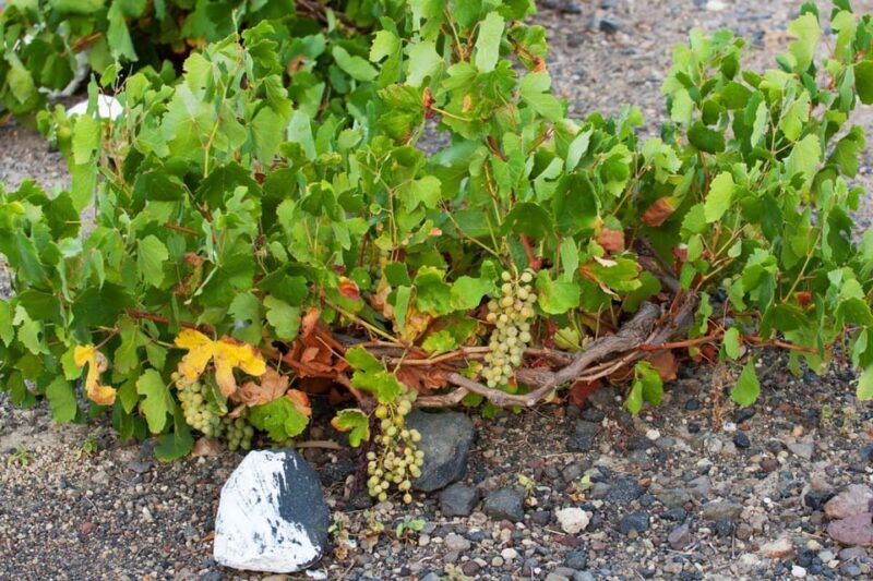 Santorini: Vegan Wine Tasting Private Tour - An In-Depth Look at the Experience