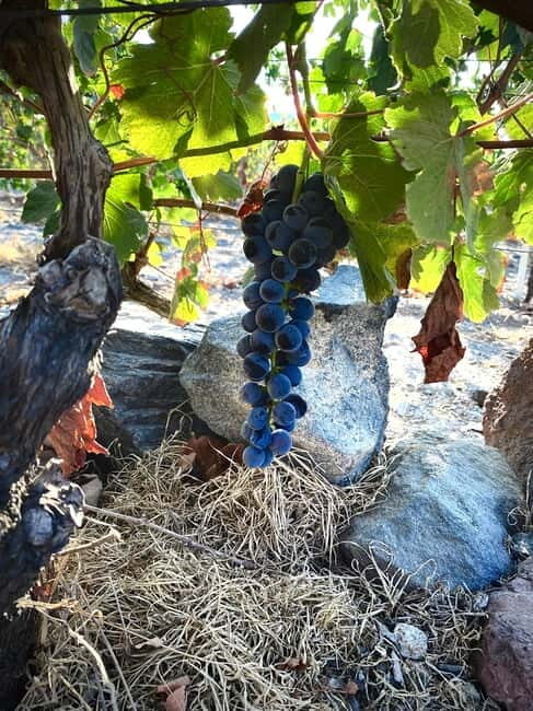 Santorini Wine & History Tour with 3 Expert Sommeliers - Key Points