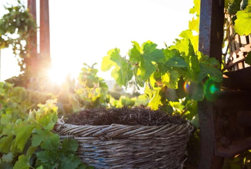 Santorini's "Wine Roads": Private Wine Tour With Tastings - An In-Depth Look at the Santorini Wine Roads Experience  